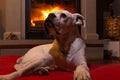 White boxer dog lied down on a red rug near the burning fireplace. Resting dog Royalty Free Stock Photo