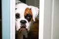 The White Boxer Dog looking and being nosy. Royalty Free Stock Photo