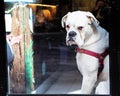 A white boxer dog looking at the window Royalty Free Stock Photo