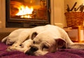 White boxer dog sleeping on a purple rug near the burning fireplace. Resting dog Royalty Free Stock Photo