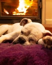 White boxer dog sleeping on a purple rug near the burning fireplace. Resting dog Royalty Free Stock Photo