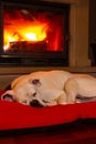 White boxer dog sleeping on a red rug near the burning fireplace. Resting dog Royalty Free Stock Photo