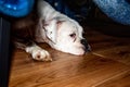 White boxer dog under a bed Royalty Free Stock Photo