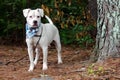 White Boxer Pitbull mixed breed dog Royalty Free Stock Photo