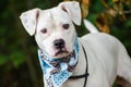 White Boxer Pitbull mixed breed dog