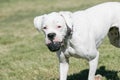 White Boxer puppy posing with a ball