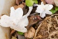 White bracket fungi