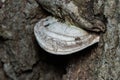 White Bracket Fungus - Ganoderma megaloma