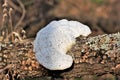 White Bracket Fungus Growing on Lichen Covered Tree