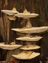 White bracket fungus on rotting tree stump