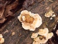 white bracket moss lichen fungus fungi growing on wood bark stump damp outside in forest floor Royalty Free Stock Photo