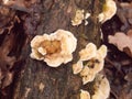 white bracket moss lichen fungus fungi growing on wood bark stump damp outside in forest floor Royalty Free Stock Photo