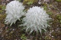 White brahma kamal flower in himalayan meadows.