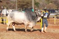 White Brahman bull lead by handler photo
