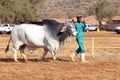 White Brahman bull lead by handler photo