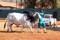 White Brahman bull lead by handler photo