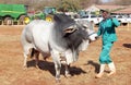 White Brahman bull lead by handler photo