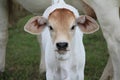 White Brahman Calf looking straight ahead with mother cow in background Royalty Free Stock Photo