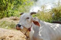 White Brahman cattle in farm Royalty Free Stock Photo