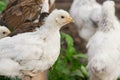 White brama Colombian chickens against the background of green leaves, close-up Royalty Free Stock Photo