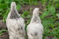 2 white brama Colombian chickens from the back against the background of green leaves, close-up Royalty Free Stock Photo