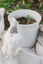 White brama Colombian chickens from the back against the background of green leaves, close-up Royalty Free Stock Photo