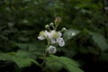 White Bramble Flower Rubus Ulmifolius With Rain With Dark Background Horizontal