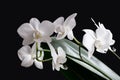 The white branch of the beautiful flowers of the Phalaenopsis orchid. Close-up, isolated black background, copy space Royalty Free Stock Photo