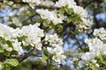 White branch of blooming pear tree flowers Royalty Free Stock Photo