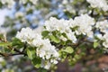 White branch of blooming pear tree flowers Royalty Free Stock Photo