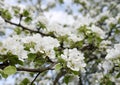 White branch of blooming pear tree flowers Royalty Free Stock Photo