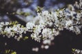 White branch of a flowering Apple tree on a dark background. Apple flowers close-up. The cherry blossoms on a black background Royalty Free Stock Photo