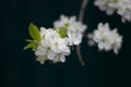 White branch of a flowering Apple tree on a dark background. Apple flowers close-up. The cherry blossoms on a black background Royalty Free Stock Photo