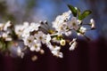 White branch of a flowering Apple tree on a dark background. Apple flowers close-up. The cherry blossoms on a black background Royalty Free Stock Photo