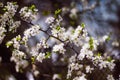 White branch of a flowering Apple tree on a dark background. Apple flowers close-up. The cherry blossoms on a black background Royalty Free Stock Photo