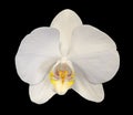 White branch orchid flowers with buds, Orchidaceae, Phalaenopsis known as the Moth Orchid. Royalty Free Stock Photo