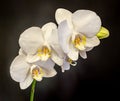 White branch orchid flowers with buds, Orchidaceae, Phalaenopsis known as the Moth Orchid. Royalty Free Stock Photo