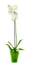 White branch orchid flowers with green leaves, Orchidaceae, Phalaenopsis known as the Moth Orchid, abbreviated Phal.