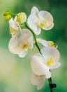 White branch orchid flowers with green leaves, Orchidaceae, Phalaenopsis known as the Moth Orchid, abbreviated Phal. Royalty Free Stock Photo