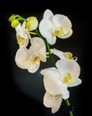 White branch orchid flowers with green leaves, Orchidaceae, Phalaenopsis known as the Moth Orchid, abbreviated Phal. Royalty Free Stock Photo