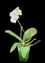 White branch orchid flowers, vase, flowerpot, Orchidaceae, Phalaenopsis known as the Moth Orchid, abbreviated Phal. Royalty Free Stock Photo