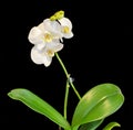 White branch orchid flowers, vase, flowerpot, Orchidaceae, Phalaenopsis known as the Moth Orchid, abbreviated Phal.