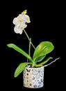 White branch orchid flowers, vase, flowerpot, Orchidaceae, Phalaenopsis known as the Moth Orchid, abbreviated Phal. Royalty Free Stock Photo