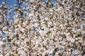 White branches of a flowering Apple tree against the blue sky. Flowering garden trees in the spring Royalty Free Stock Photo