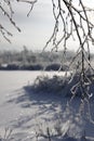 White branches of iced trees in a snowy winter day