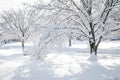 White Branches