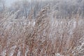 White branches of a tree in a frost on a background of the sky