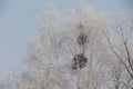 White branches of a tree in a frost on a background of the sky