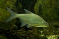 The White bream, silver bream  Abramis bjoerkna, Blicca bjoerkna. Royalty Free Stock Photo