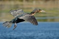 White-breasted Cormorant Royalty Free Stock Photo